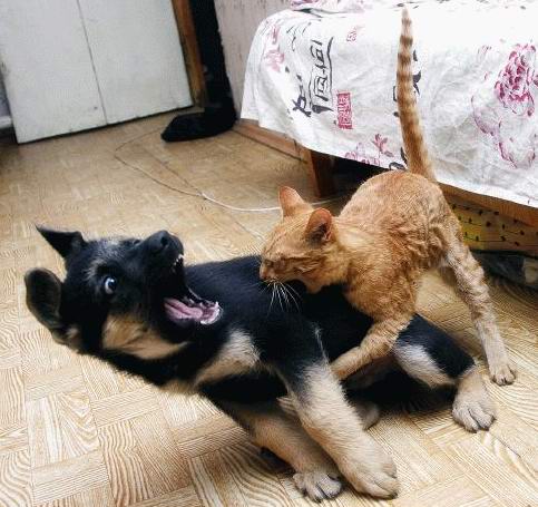 cat-biting-dog