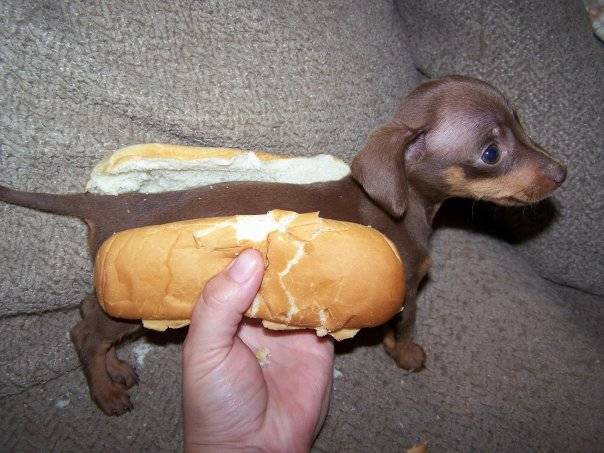 hotdog